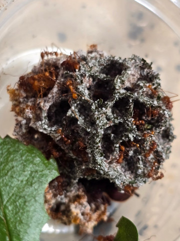 Atta cephalotes