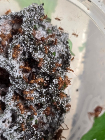 Acromyrmex octospinosus