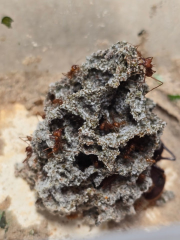Atta cephalotes