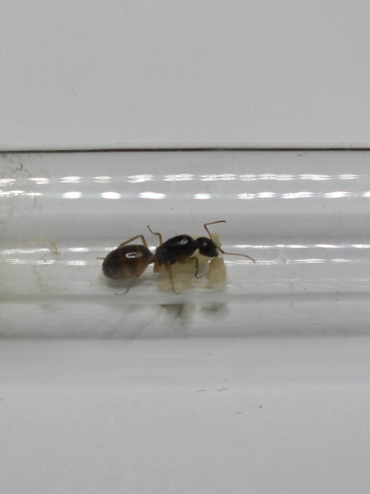 Camponotus fedtschenkoi