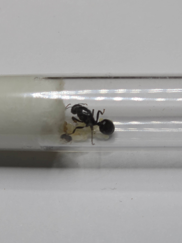 Messor Barbarus