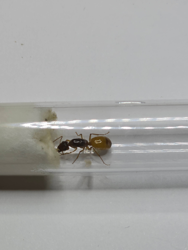 Camponotus fedtschenkoi