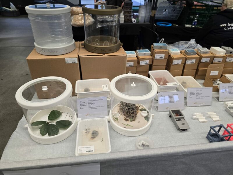 Acromyrmex octospinosus – Bundle mit Anlage (eckig oder zylindrisch) – Bild 2