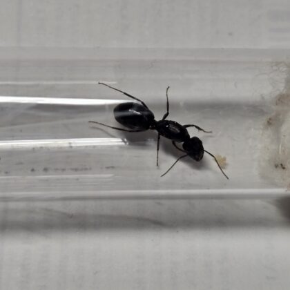 Camponotus sp. Alii