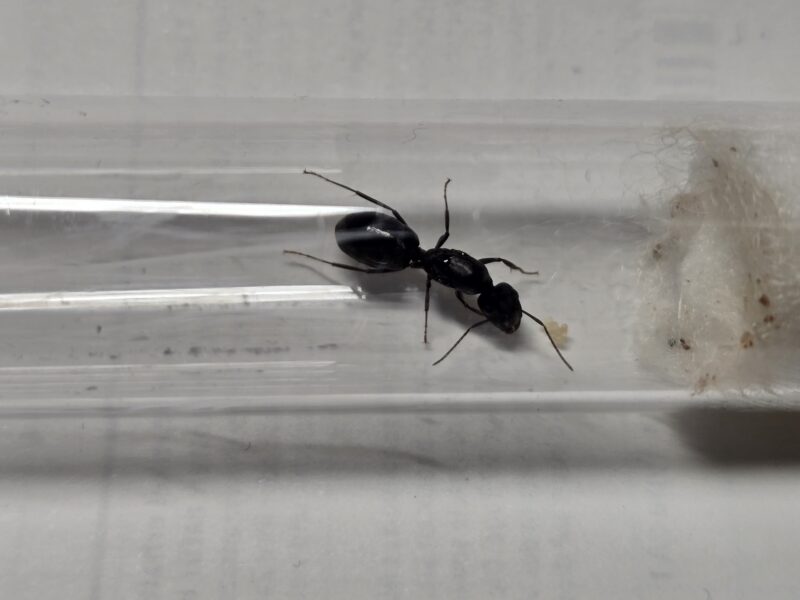 Camponotus sp. Alii