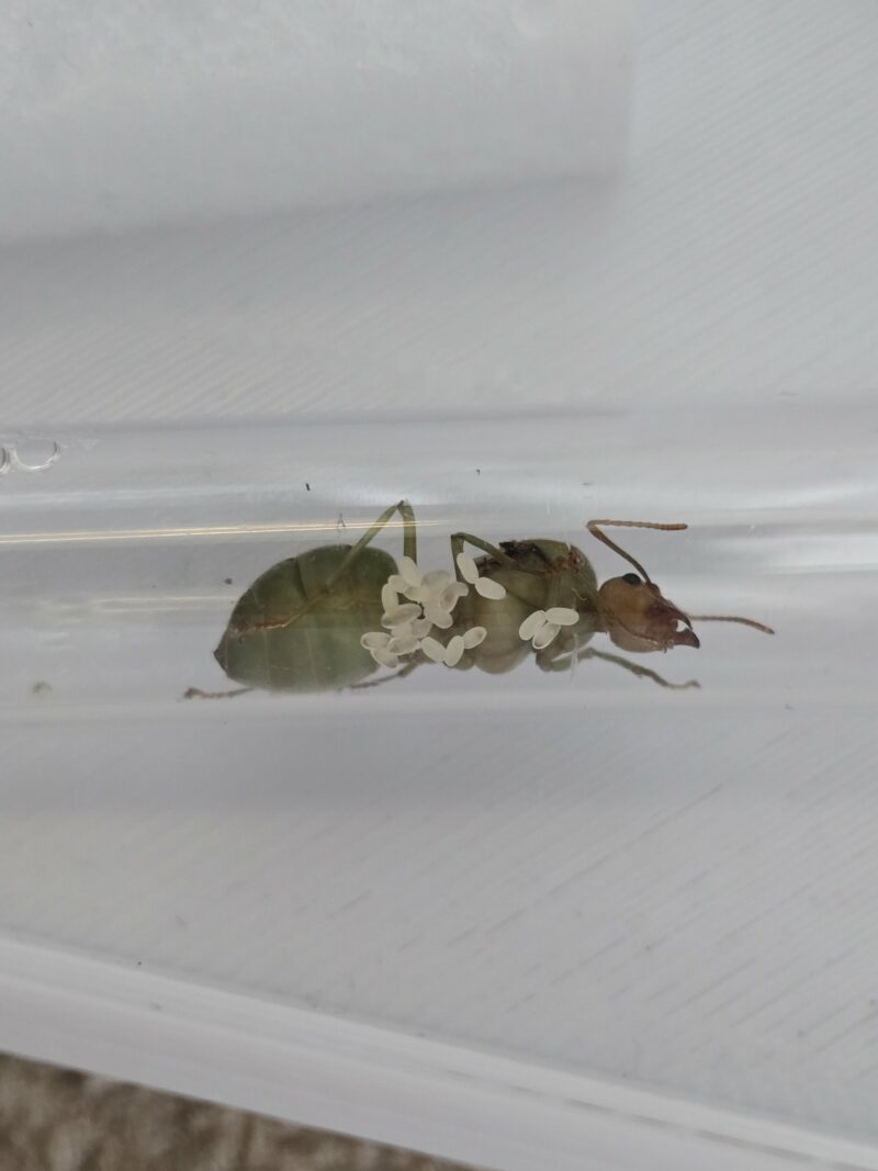 Oecophylla Smaragdina – Bild 2