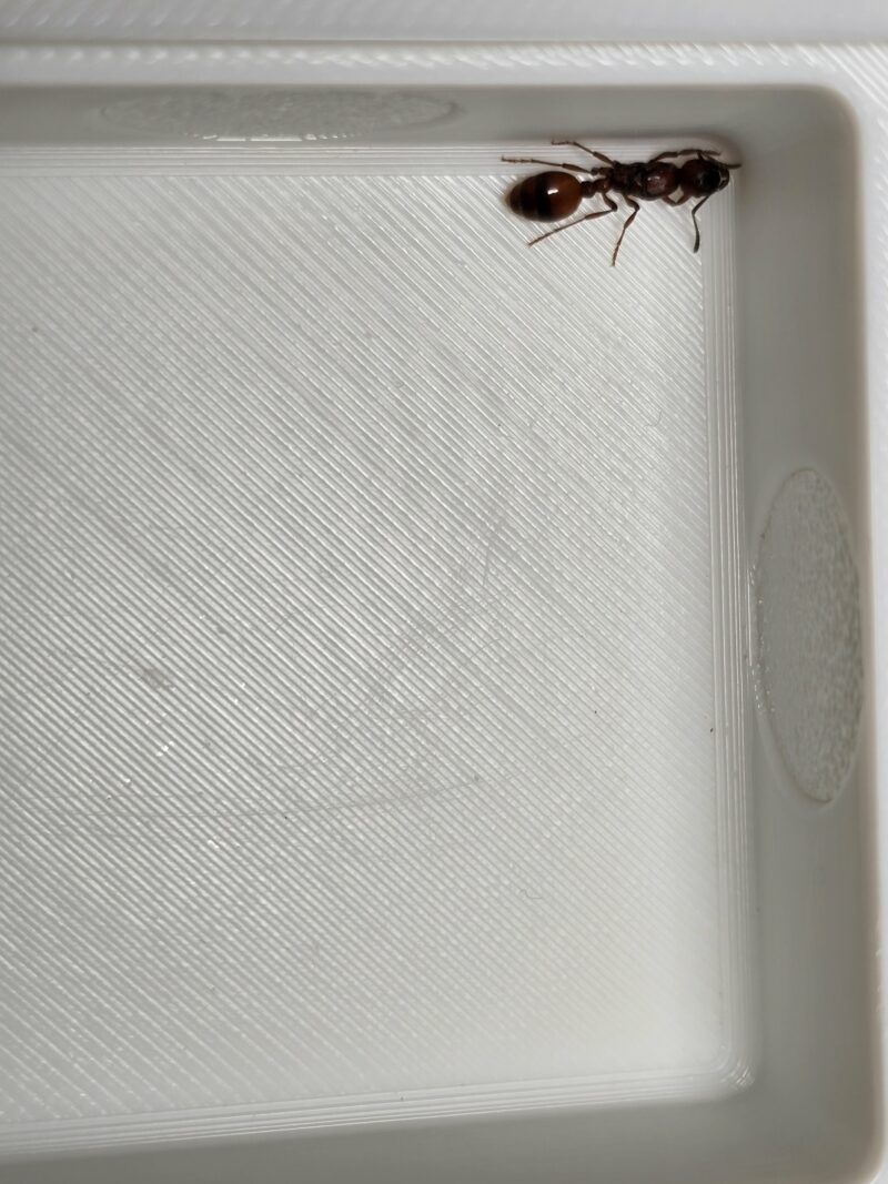 Manica Rubida – Bild 2
