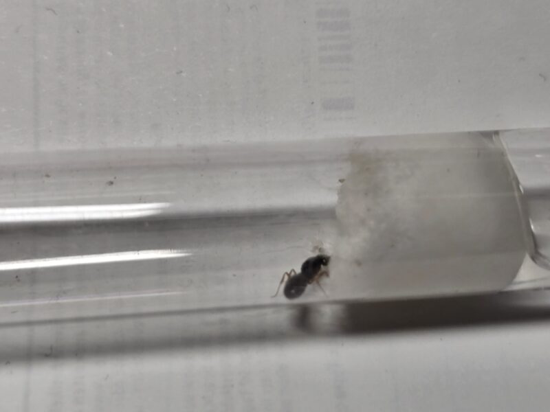 Pheidole Barbata – Bild 5