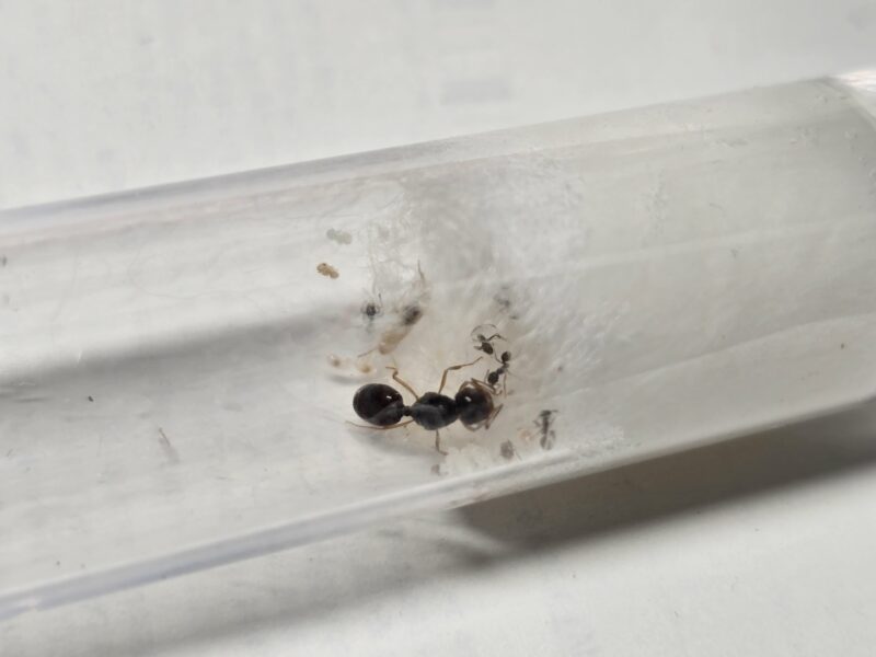 Pheidole Barbata – Bild 2