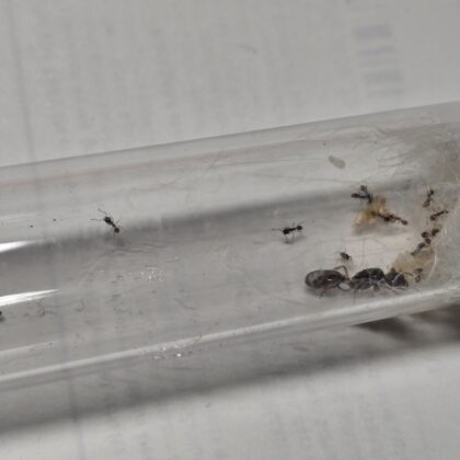 Pheidole Barbata