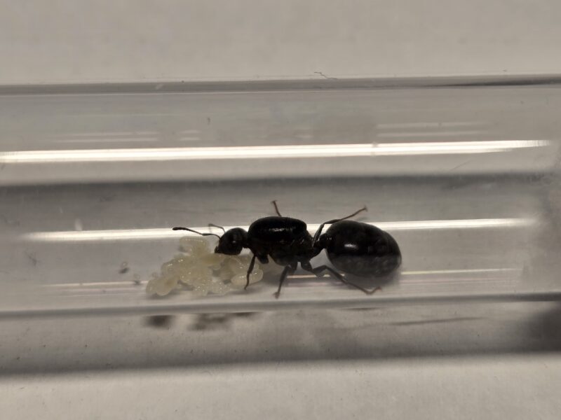 Crematogaster Senegalensis – Bild 2
