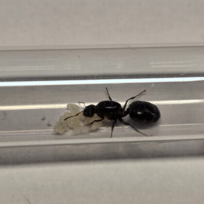 Crematogaster Senegalensis