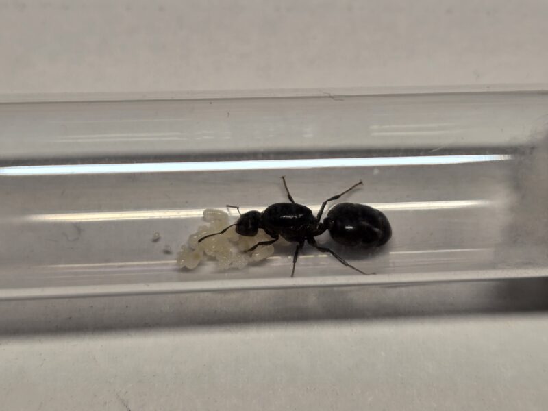 Crematogaster Senegalensis
