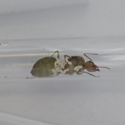 Oecophylla Smaragdina