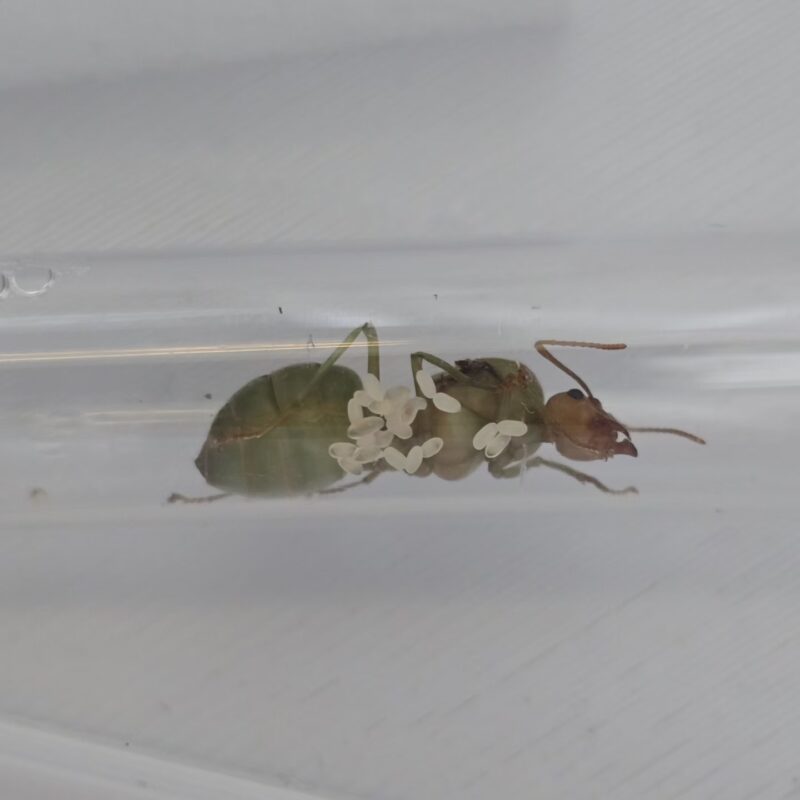 Oecophylla Smaragdina