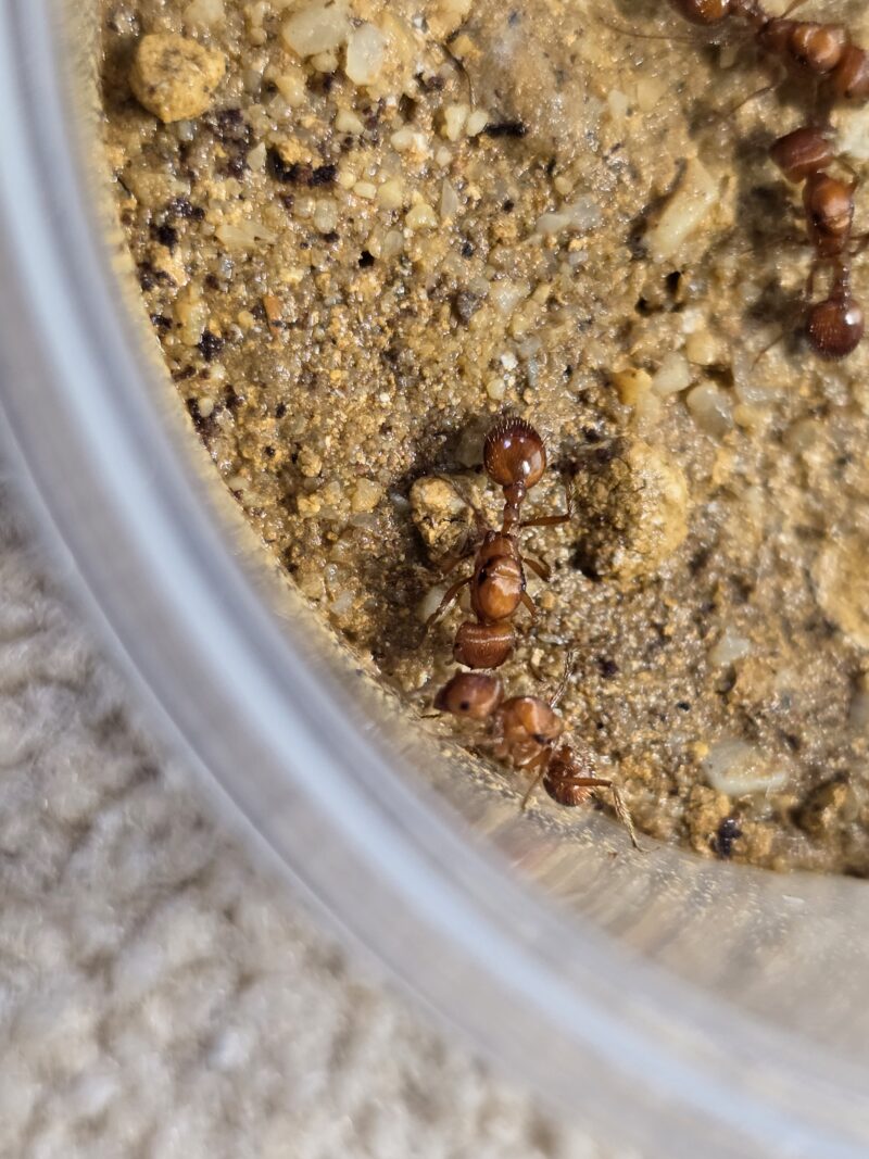 Pogonomyrmex californicus – Bild 3