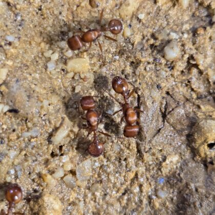 Pogonomyrmex californicus