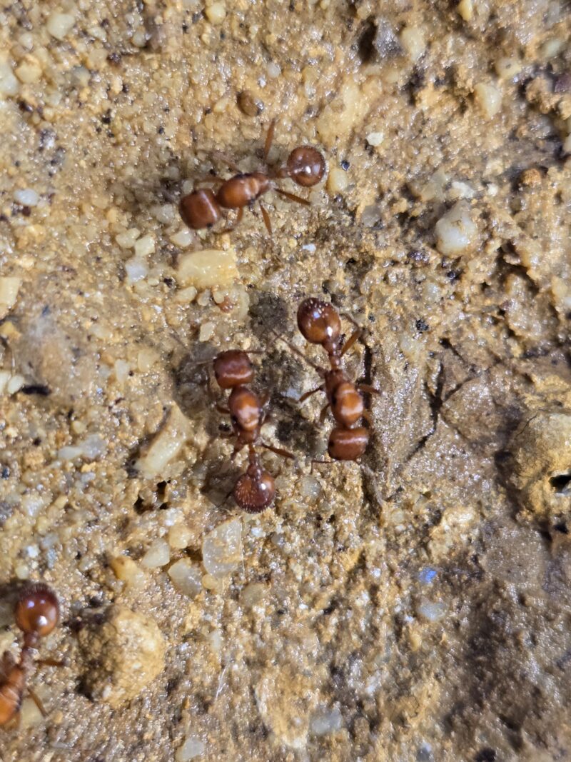 Pogonomyrmex californicus