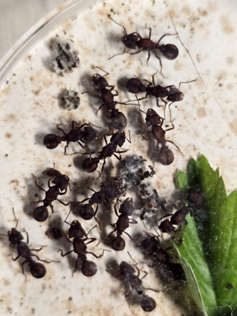 Acromyrmex Versicolor – Bild 6