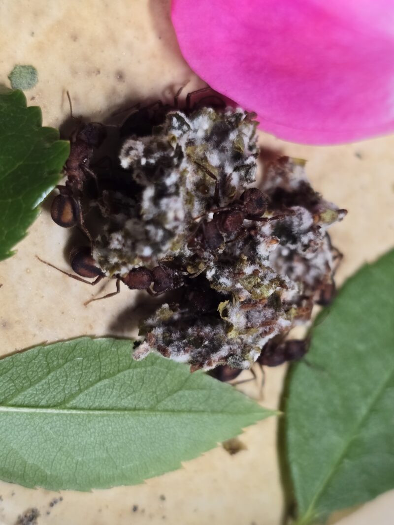 Acromyrmex Versicolor – Bild 5