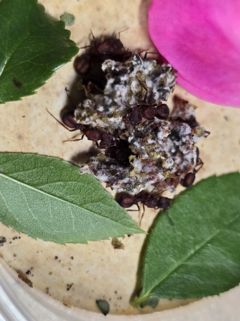 Acromyrmex Versicolor – Bild 2