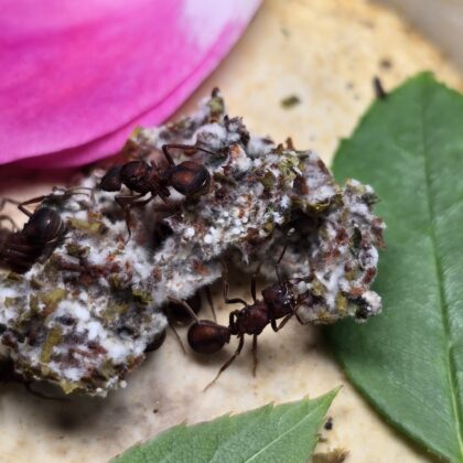 Acromyrmex Versicolor