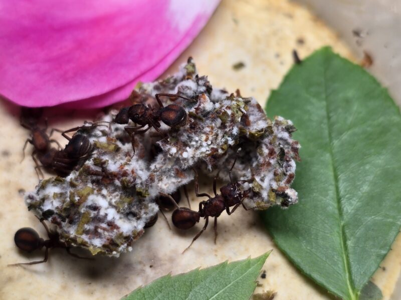 Acromyrmex Versicolor
