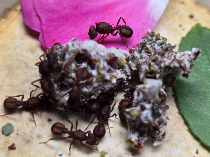 Acromyrmex Versicolor – Bild 4