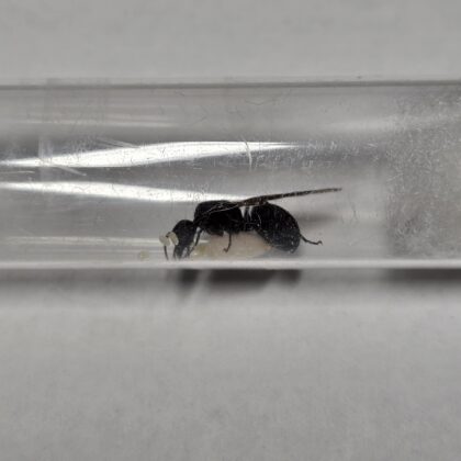 Camponotus sp. cf. mayri