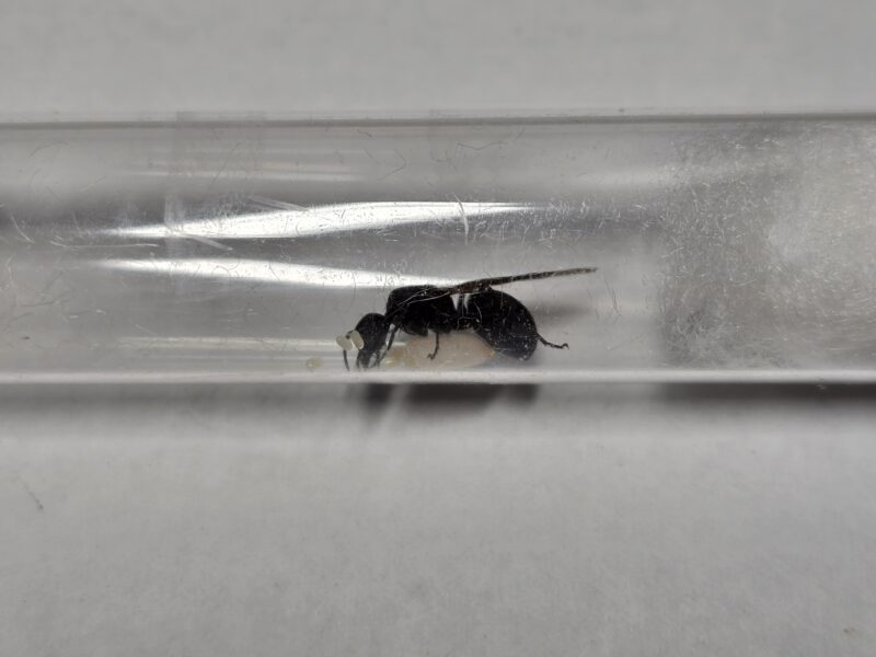 Camponotus sp. cf. mayri