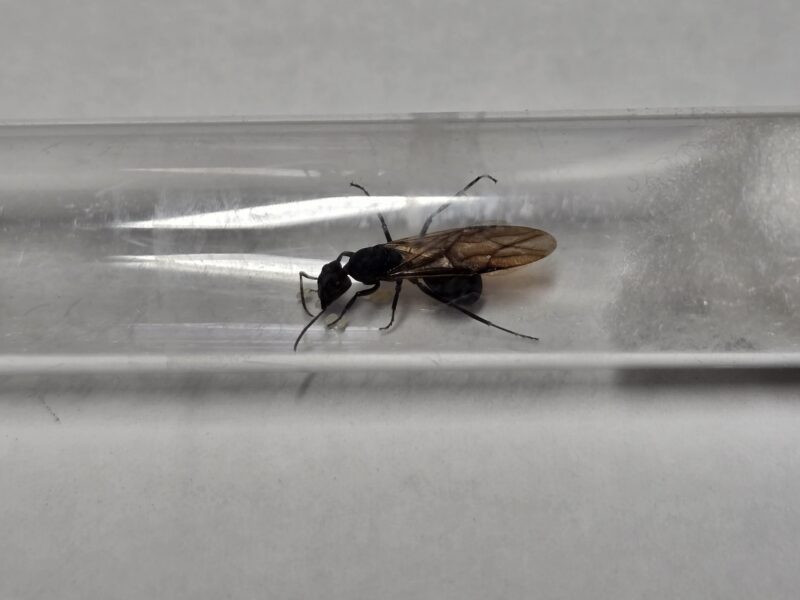 Camponotus sp. cf. mayri – Bild 2
