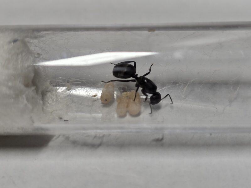 Camponotus Sp. cf. Flavomarginatus – Bild 2