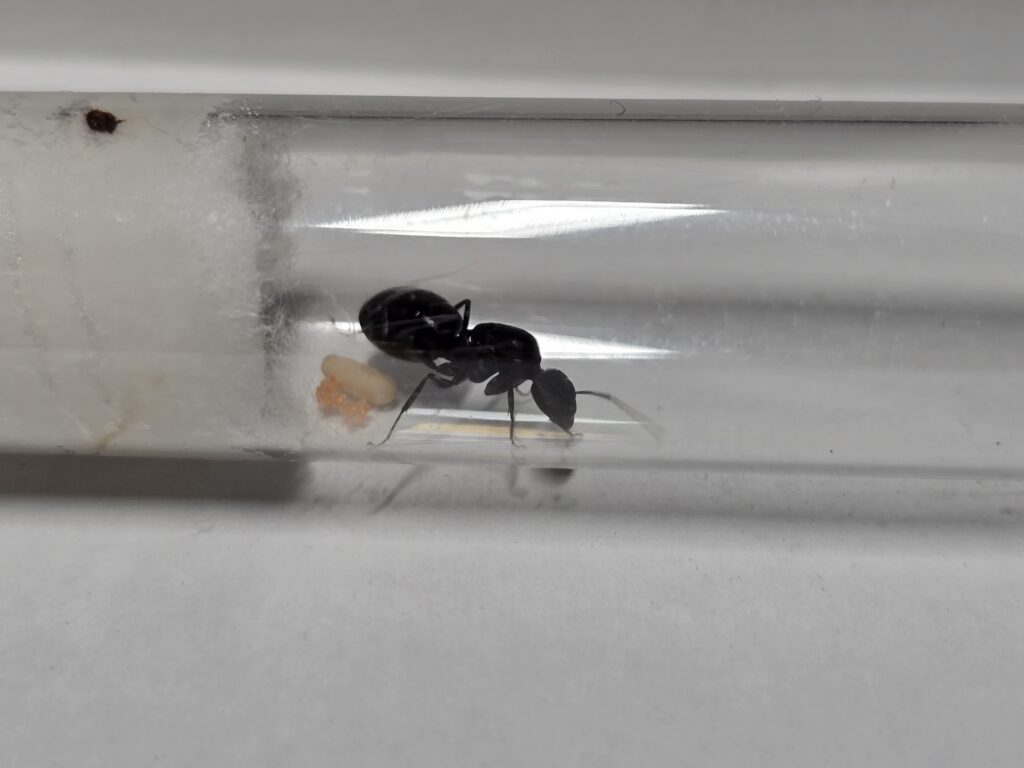 c. sp. groß glänzend rote Eier