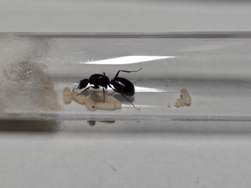 Camponotus sp. Alii – Bild 2