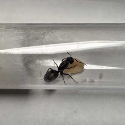 Camponotus Sp. cf. Flavomarginatus