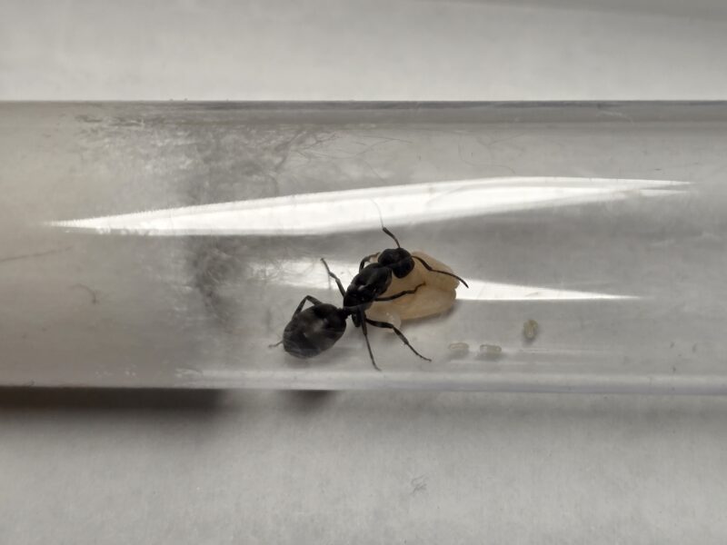 Camponotus Sp. cf. Flavomarginatus