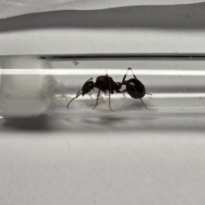 Novomessor Albesitosus