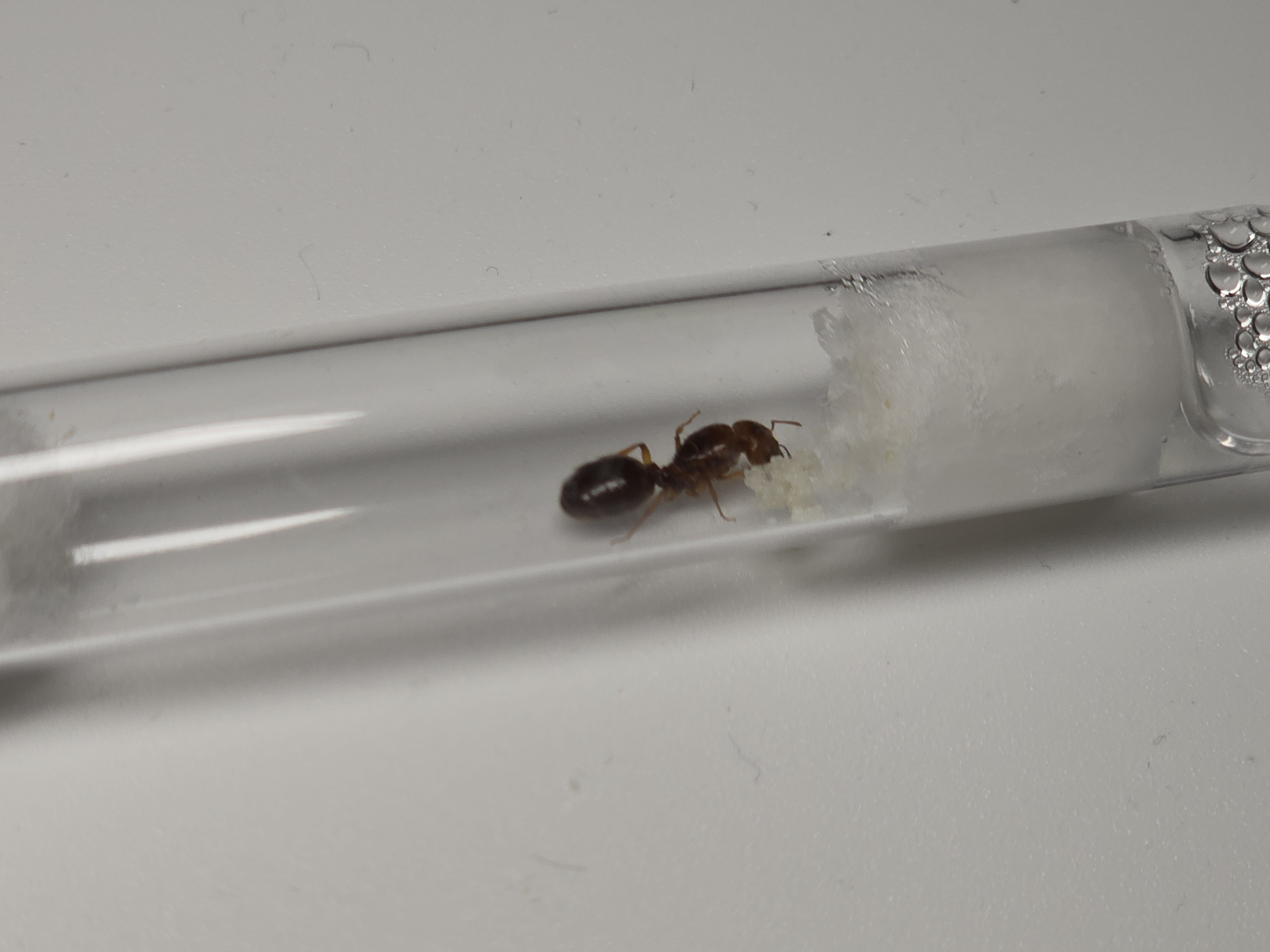 Pheidole Militicida
