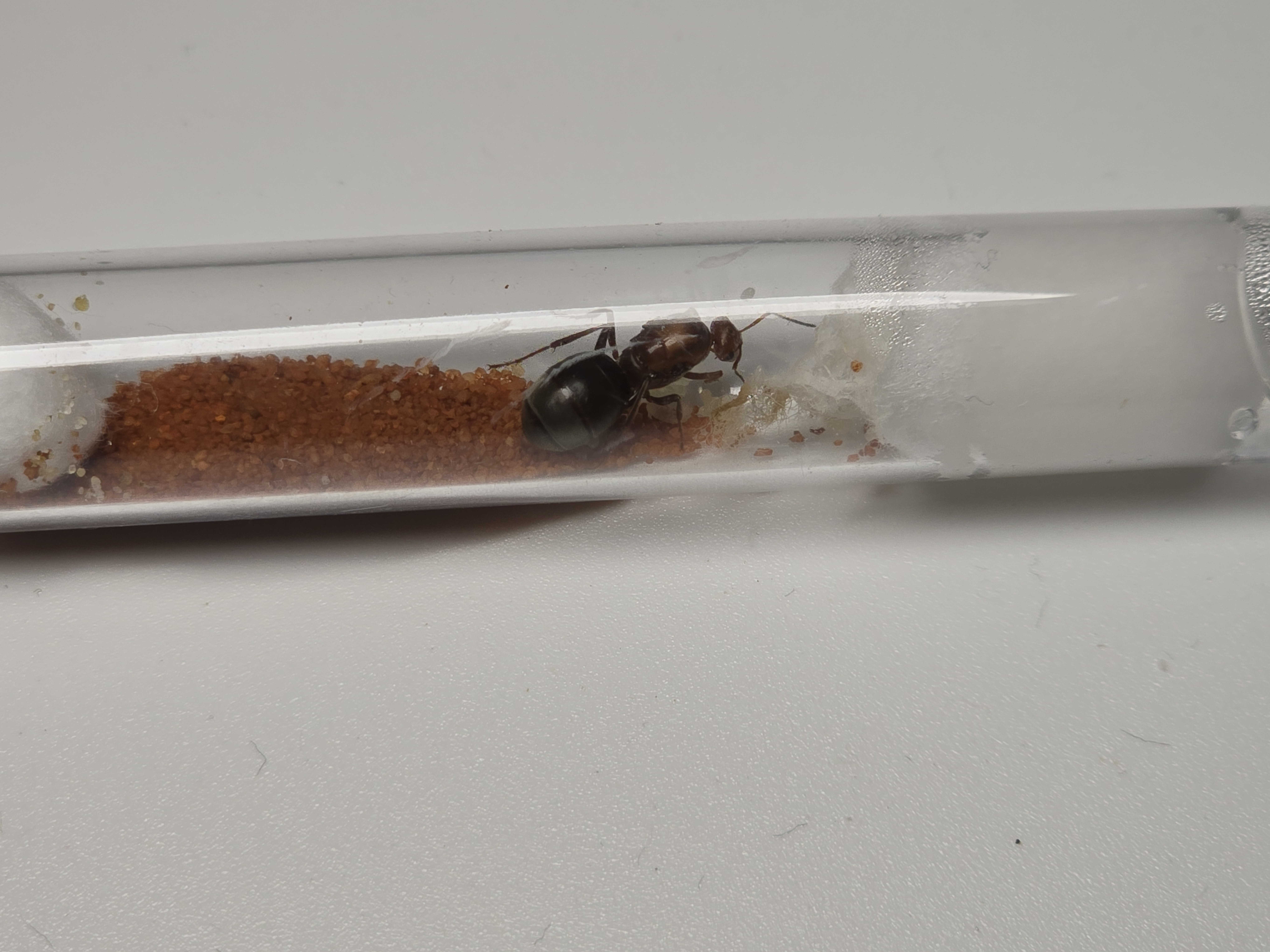 Myrmecocystus Mimicus