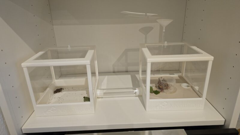 Acromyrmex Octospinosus Bundle mit Anlage – Bild 2